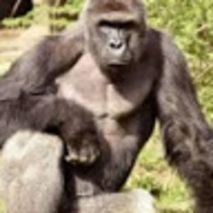 Meet your Posher, Jayson